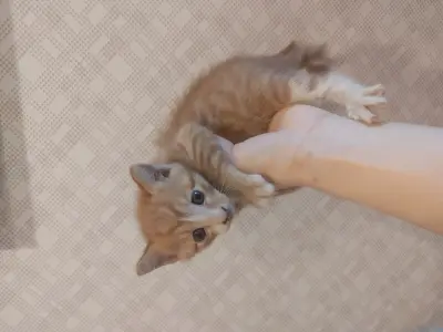 믹스묘 사진