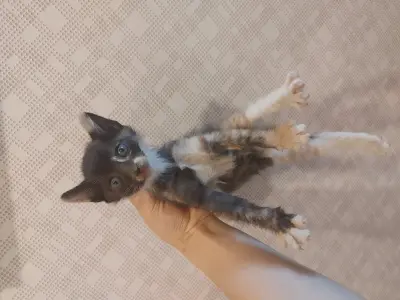 믹스묘 사진