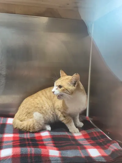 믹스묘 사진