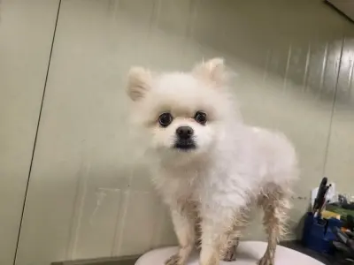 포메라니안 사진