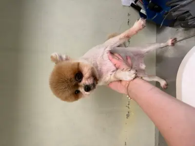 포메라니안 사진