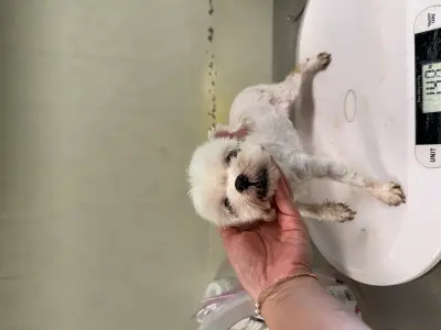말티즈 사진