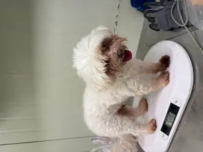 말티즈 사진