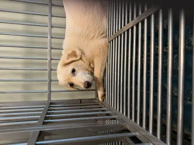 믹스견 사진