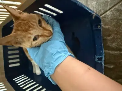 믹스묘 사진