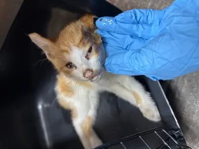 믹스묘 사진