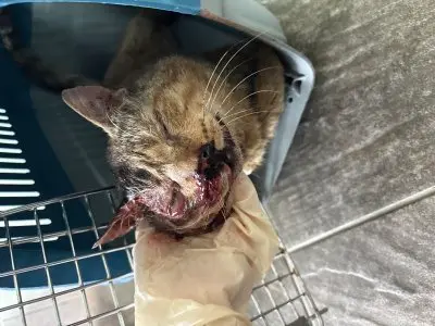 믹스묘 사진