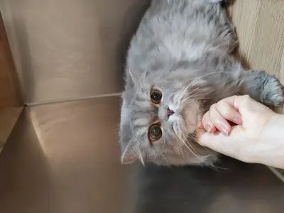 페르시안 사진