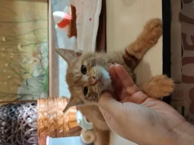 믹스묘 사진