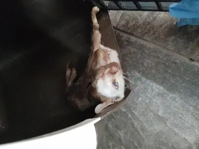 믹스묘 사진