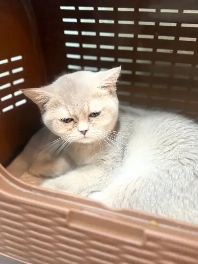 브리티시 쇼트헤어 사진