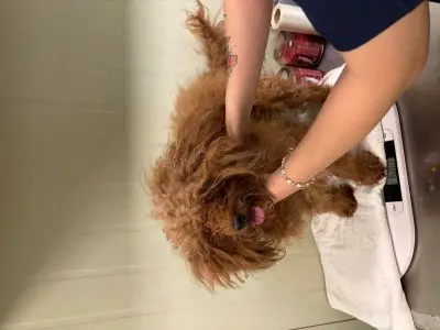 푸들 사진