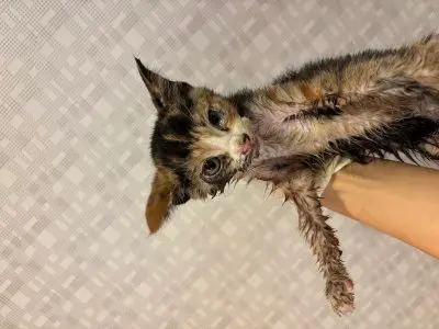 믹스묘 사진