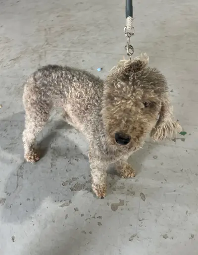푸들 사진