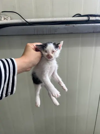 한국 고양이 사진