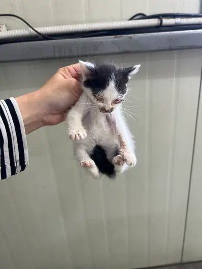 한국 고양이 사진
