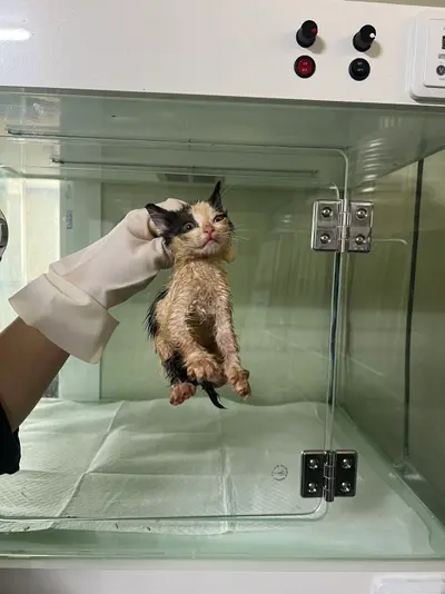 한국 고양이 사진