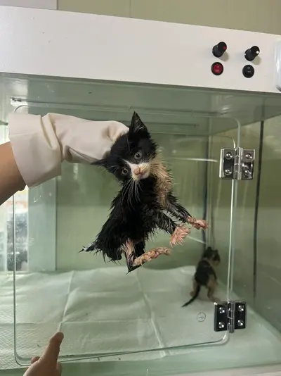 한국 고양이 사진