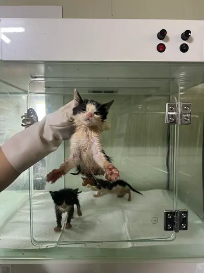 한국 고양이 사진