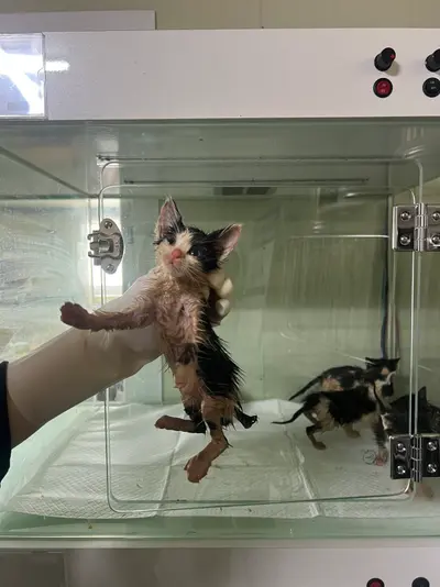 한국 고양이 사진