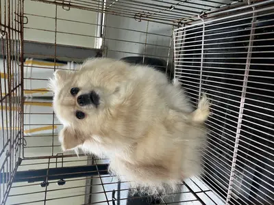 포메라니안 사진