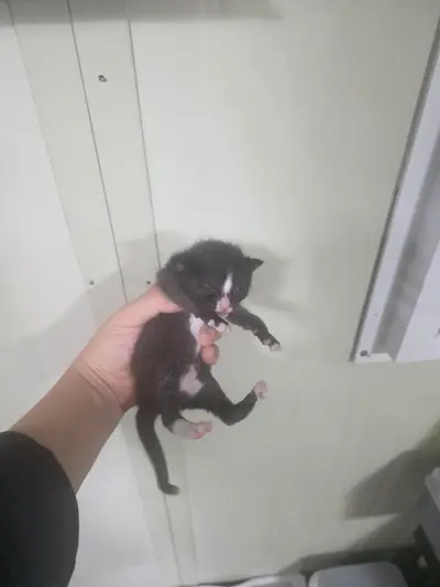 한국 고양이 사진