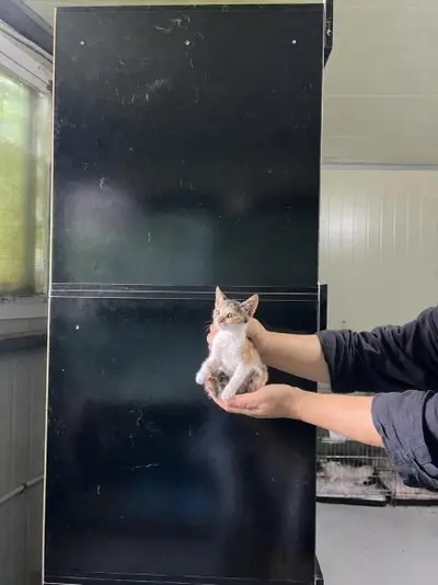 한국 고양이 사진