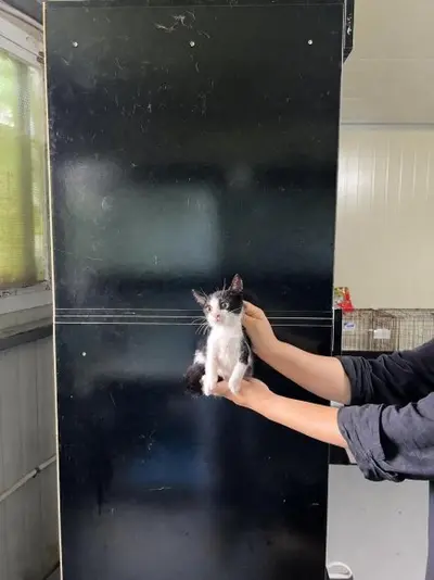 한국 고양이 사진