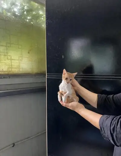 한국 고양이 사진