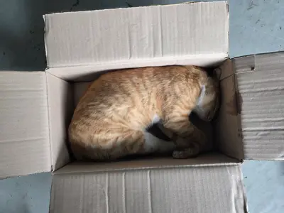 한국 고양이 사진