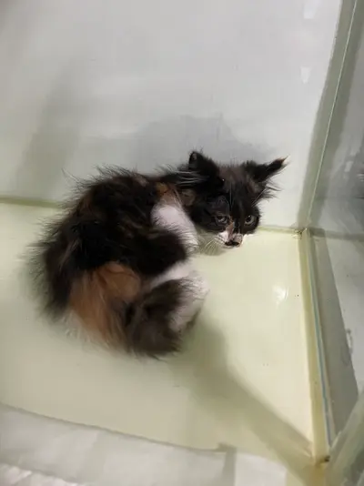 한국 고양이 사진