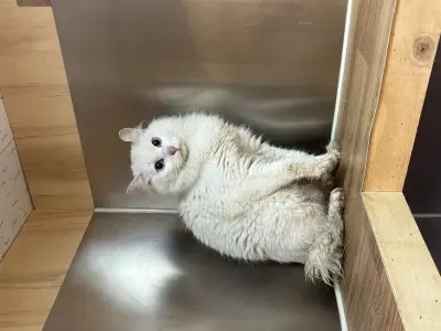 터키시 앙고라 사진
