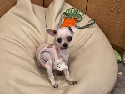 말티즈 사진