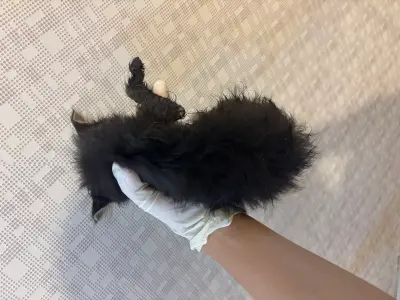 믹스묘 사진