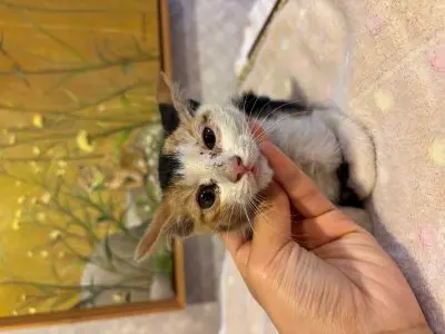 믹스묘 사진