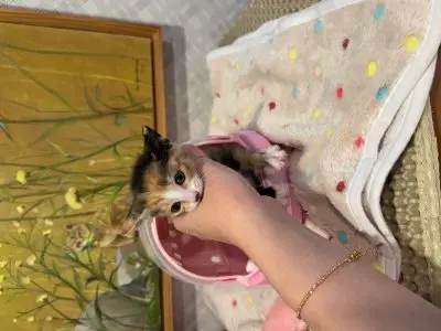 믹스묘 사진