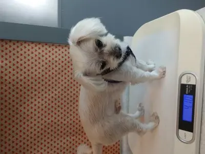 말티즈 사진