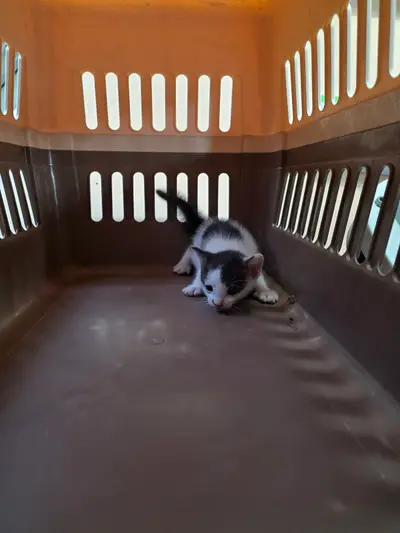 한국 고양이 사진