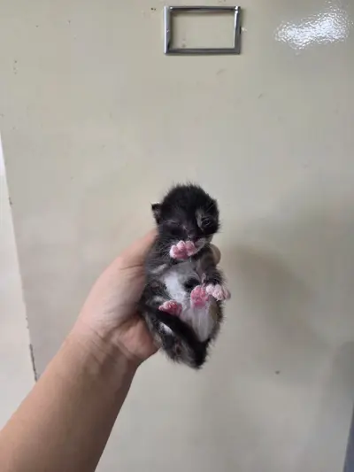 한국 고양이 사진