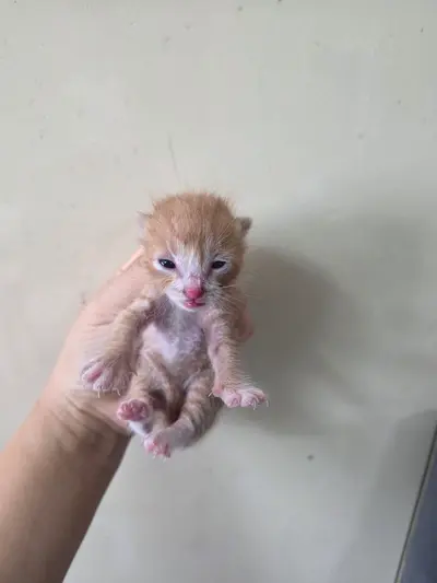 한국 고양이 사진
