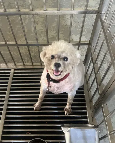 푸들 사진
