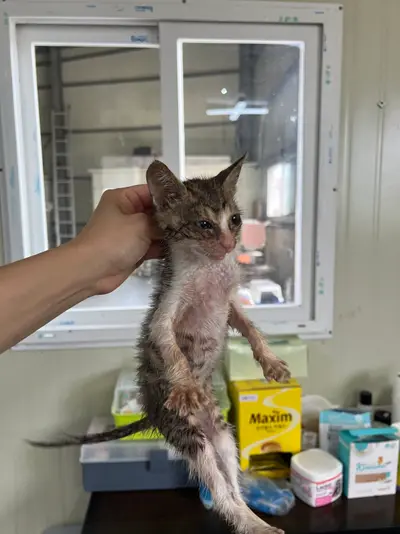 한국 고양이 사진