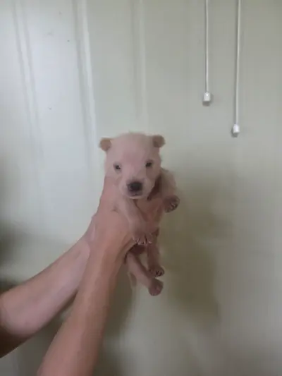 믹스견 사진