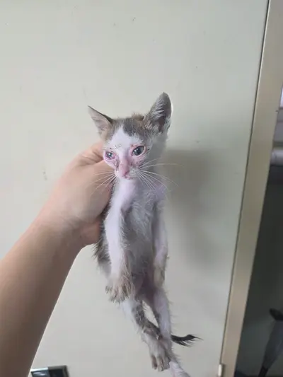 한국 고양이 사진