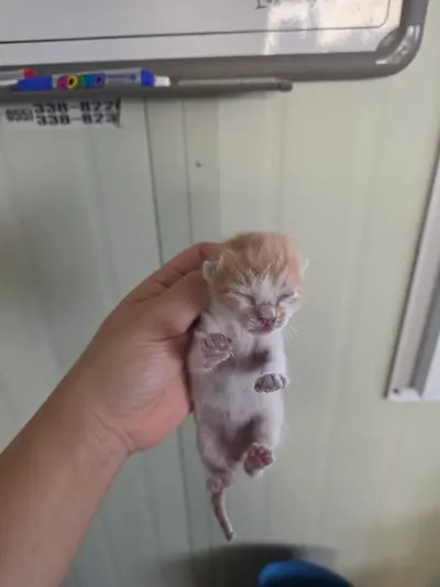 한국 고양이 사진