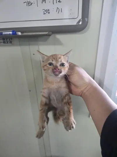 한국 고양이 사진