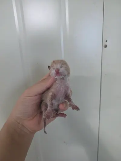 한국 고양이 사진