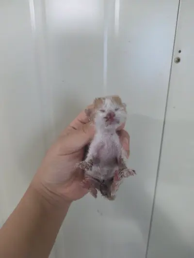 한국 고양이 사진