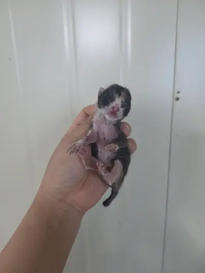 한국 고양이 사진