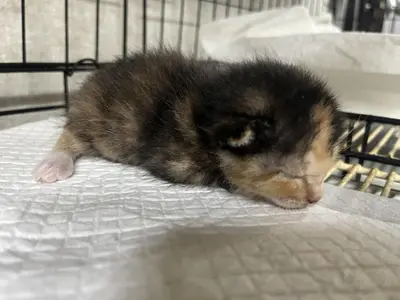 한국 고양이 사진